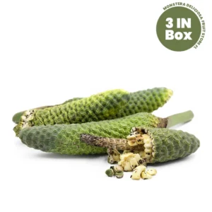 Buy Monstera deliciosa fruit online