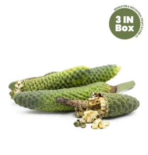 Buy Monstera deliciosa fruit online