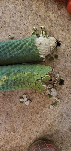 Box of 3 - Monstera Deliciosa Fruit photo review